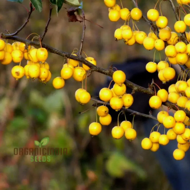 Vibrant Yellow Crabapple Seeds For Planting - Perfect For Your Garden Oasis