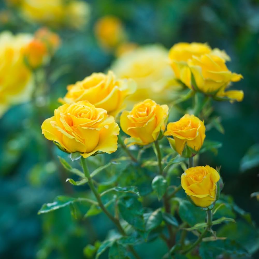 Vibrant Yellow Rose Seeds for Home Garden Flowers