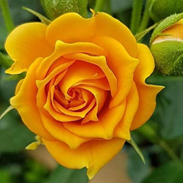 Garden filled with bright yellow rose flowers