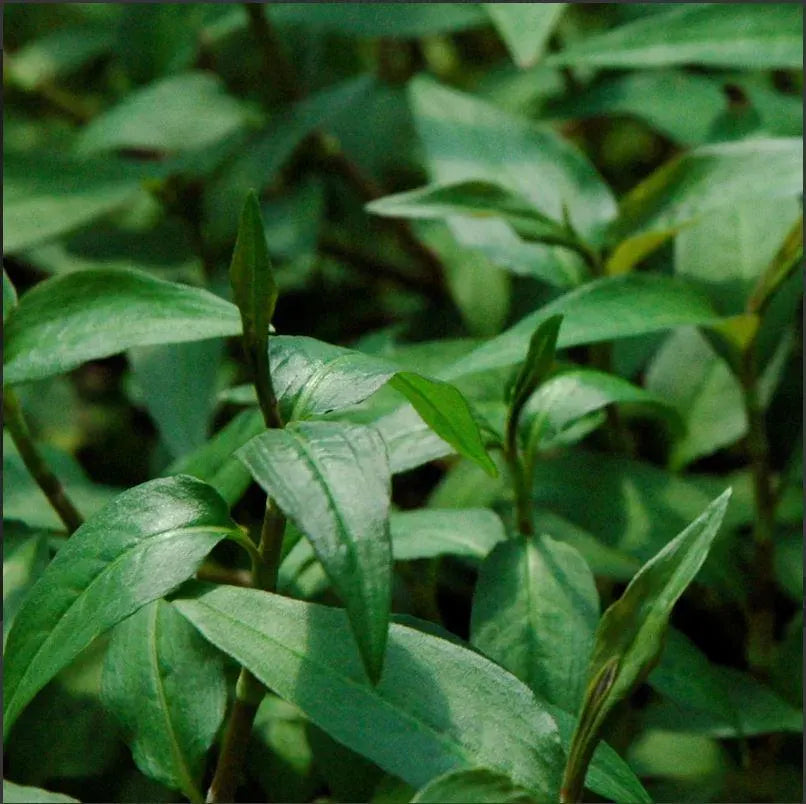 Vietnamese Cilantro Seeds Persicaria Odorata Heirloom Herb for Planting