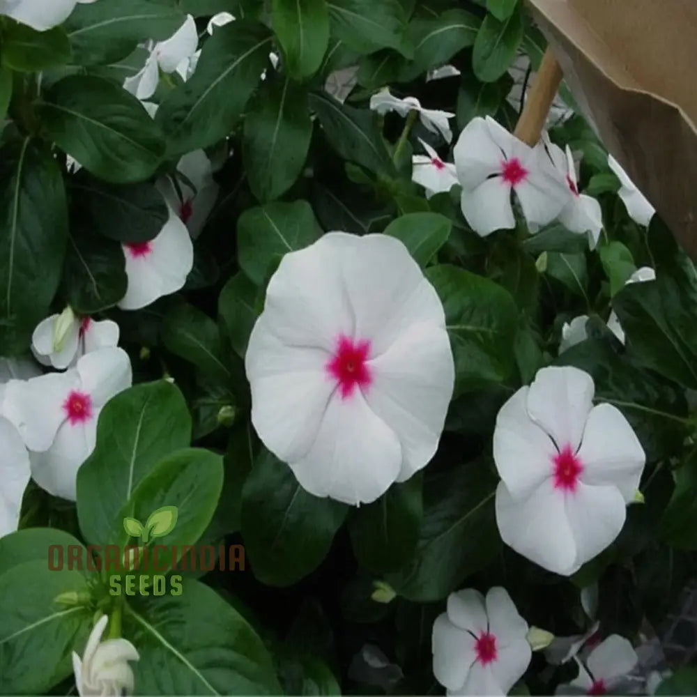 Vinca F1 Nana Little Bright Eyes Flower Seeds - Cheerful Blooms For Colorful Garden Borders