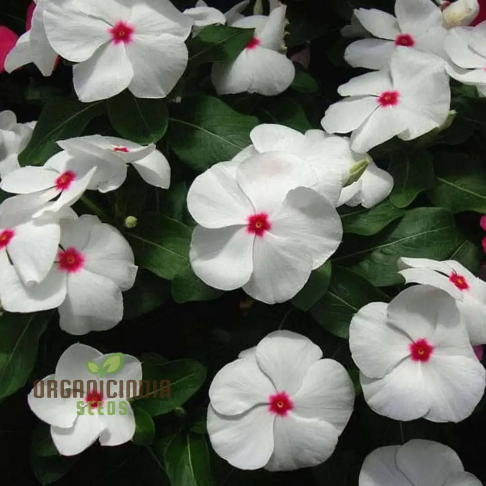Vinca F1 Nana Little Bright Eyes Flower Seeds - Cheerful Blooms For Colorful Garden Borders