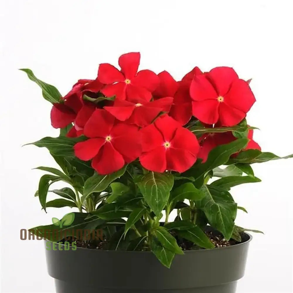 Vinca Pacifica XP Red Really seeds for garden planting