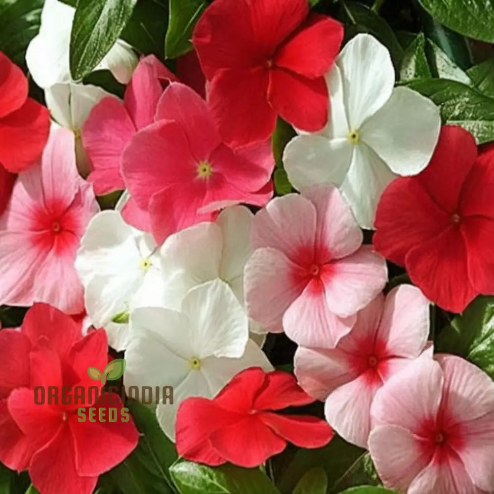 Vinca Rosea Mix flower seeds for planting