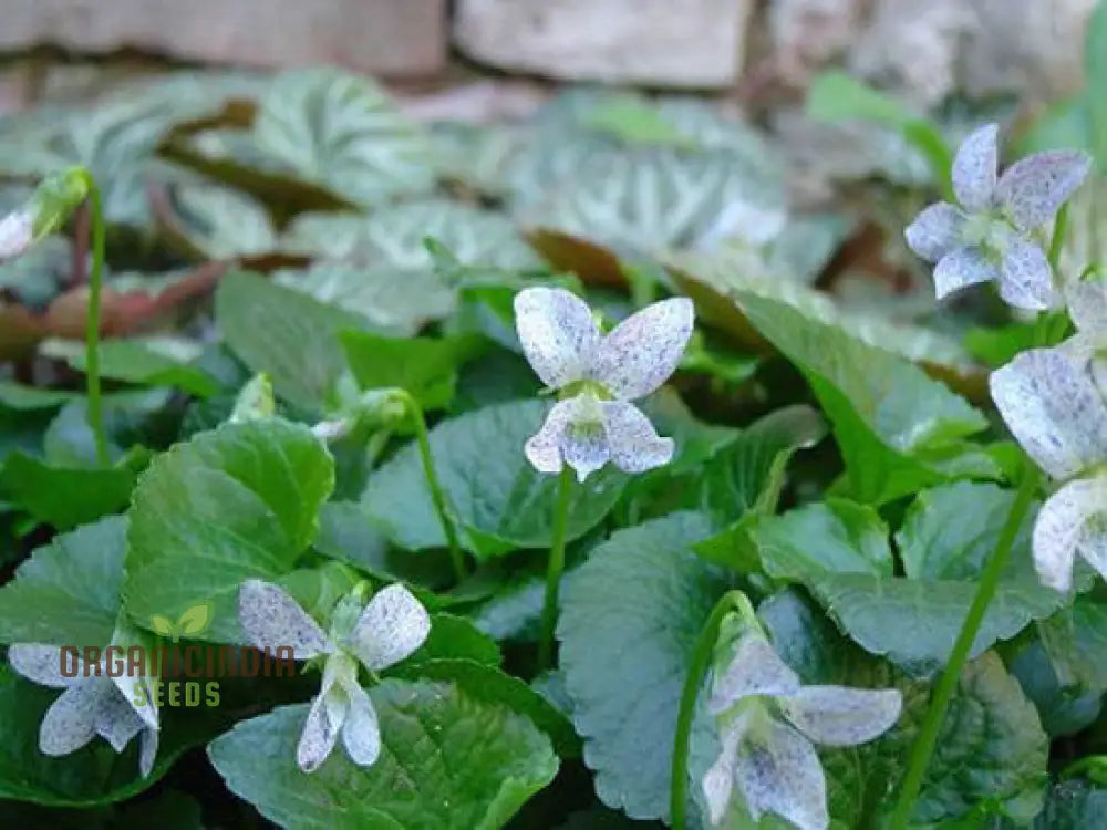 Viola Freckles Flowers in Pot Container