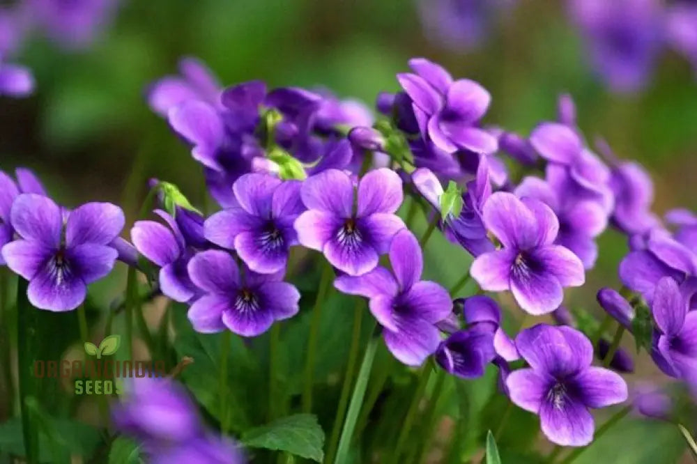 Sweet Violet Viola Philippica in Container Pots
