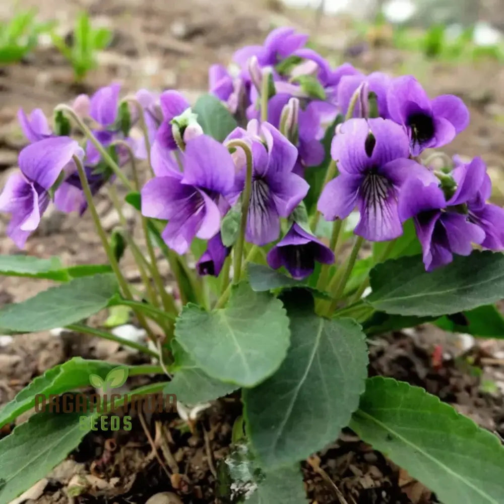 Viola Philippica Growing in Garden Border