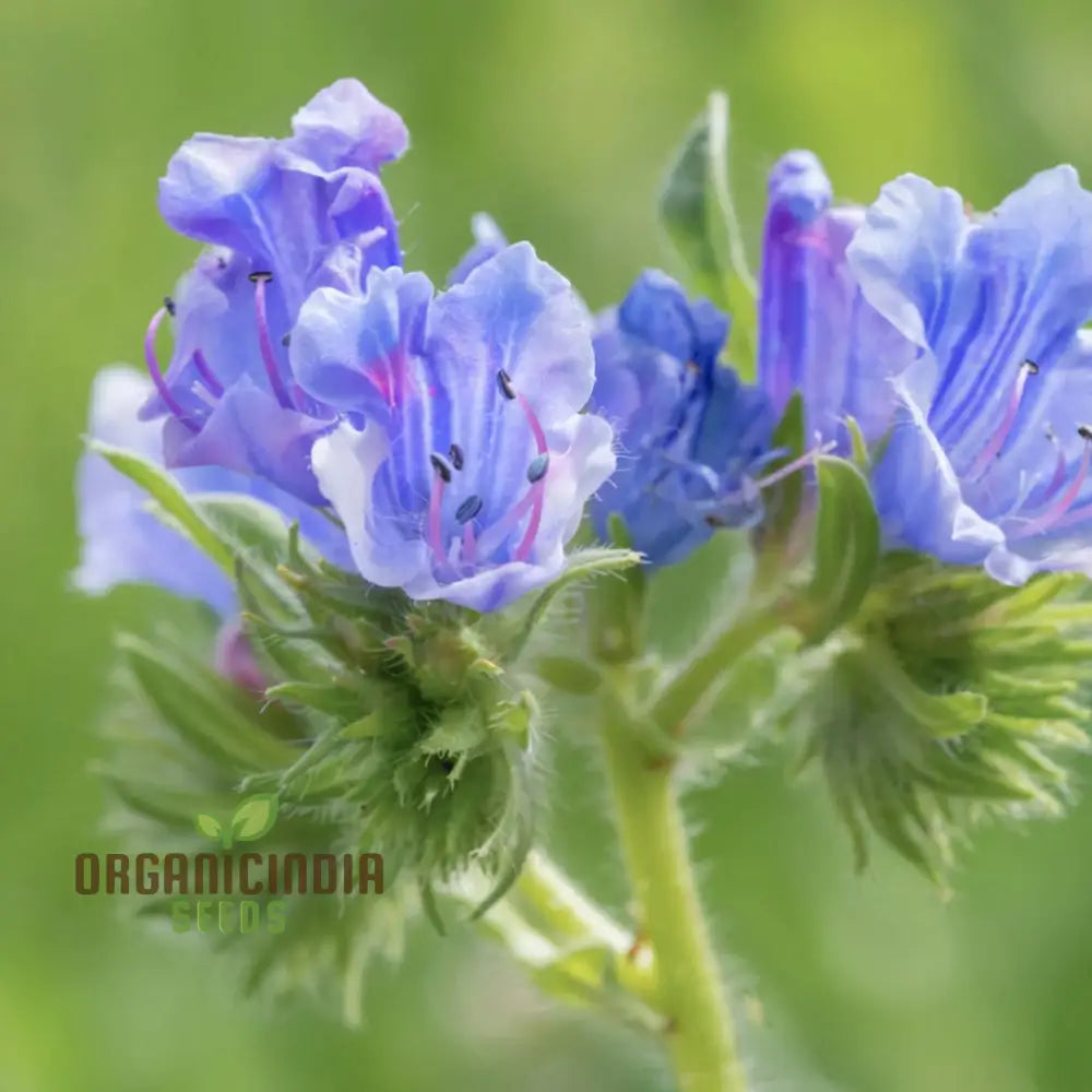 Viper’s Bugloss blue flower spikes blooming