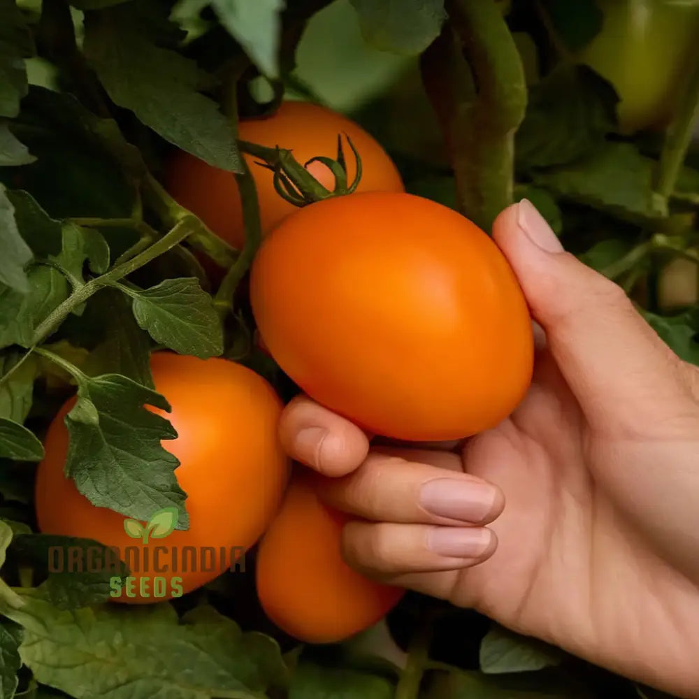 Vivacious Tomato Growing in Garden from Seeds, High-Yield Tomato