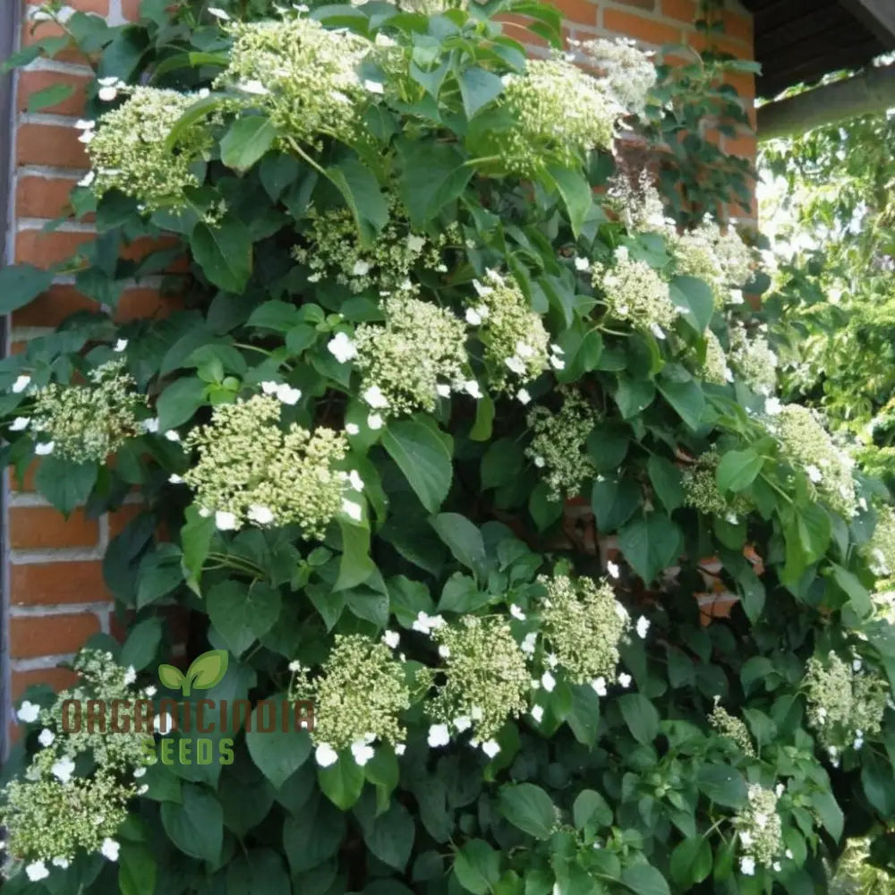 Hydrangea seeds for wall gardens and outdoor landscapes
