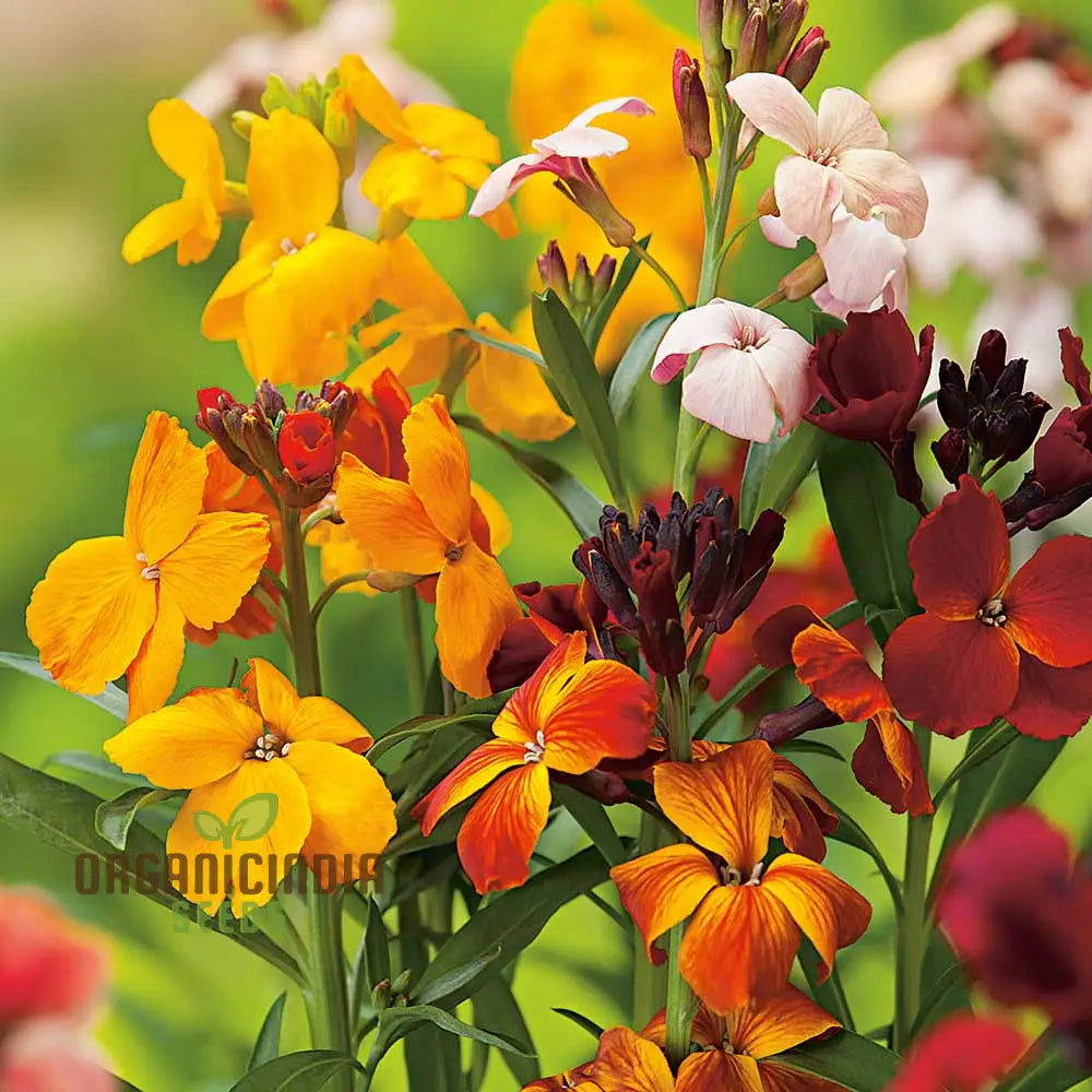 Wallflower Persian Carpet seeds for planting colorful garden borders