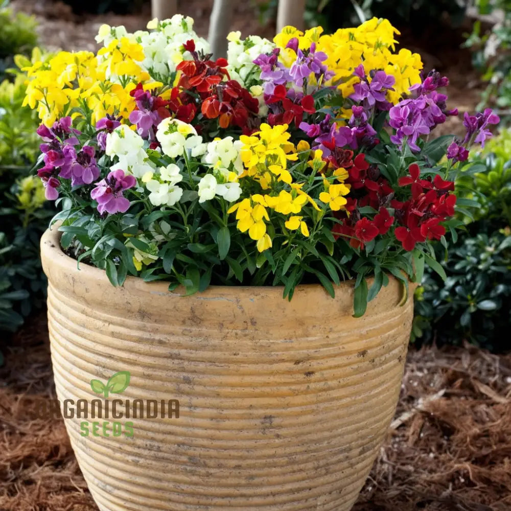 Wallflower Seeds for Classic Border Flowers and Spring Displays