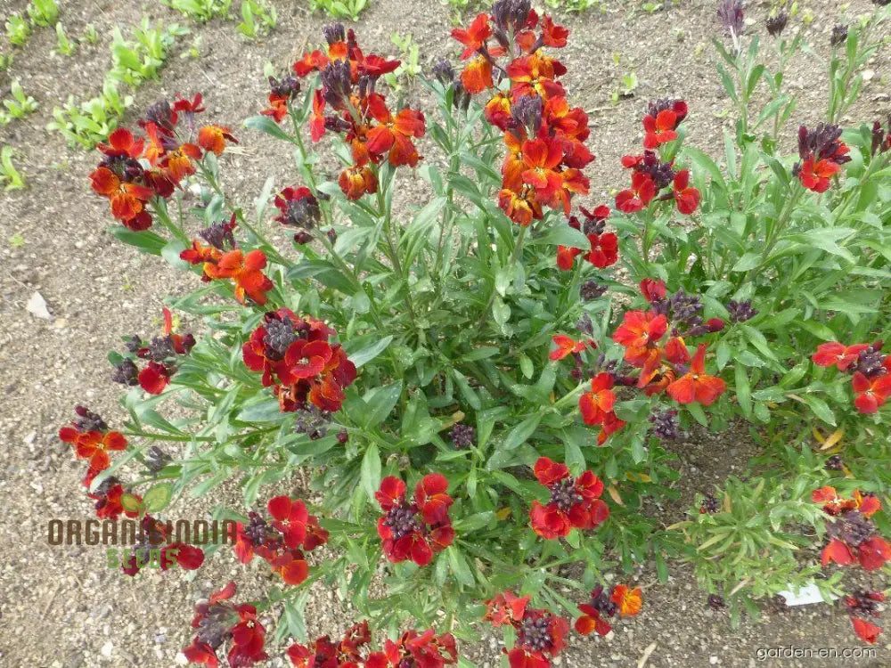 Wallflower seeds plant growth stages in garden