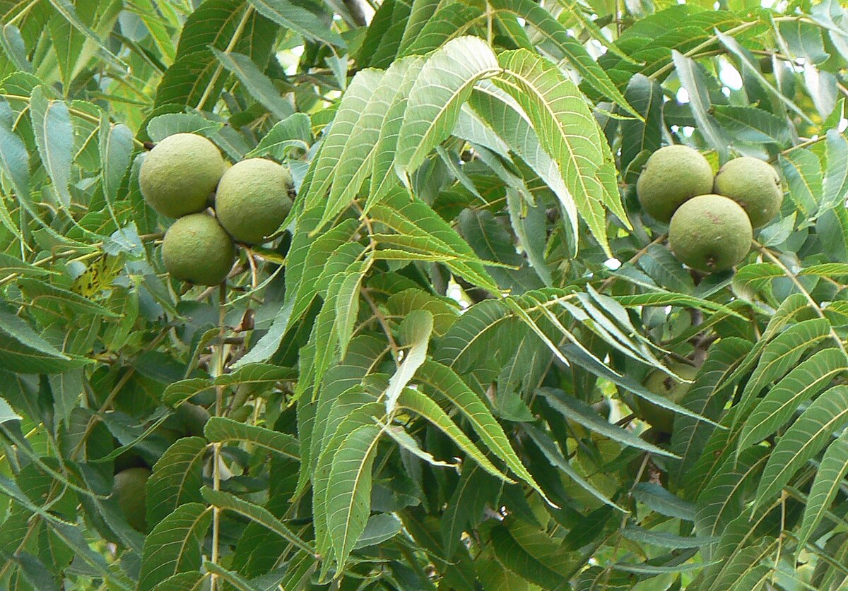 Walnut tree seedlings sprouting from Black Walnut seeds