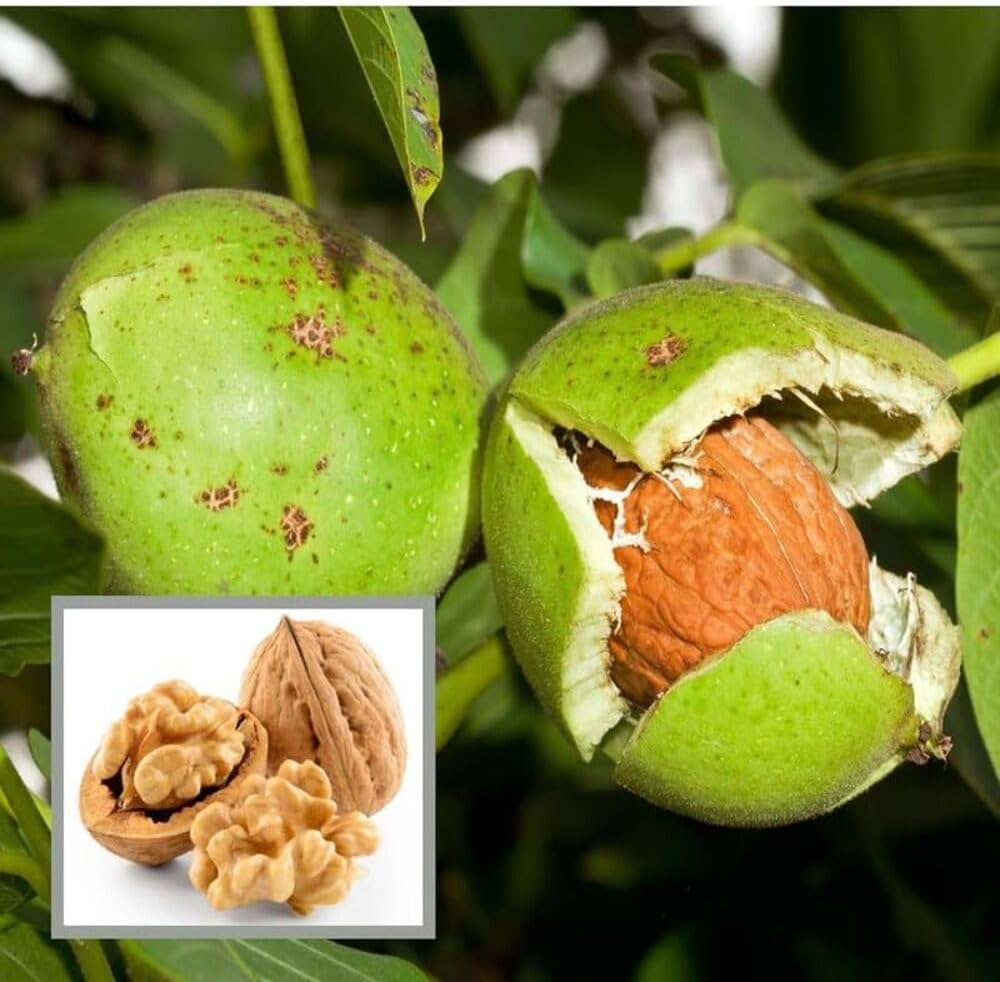 Mature English Walnut Tree with Broad Canopy