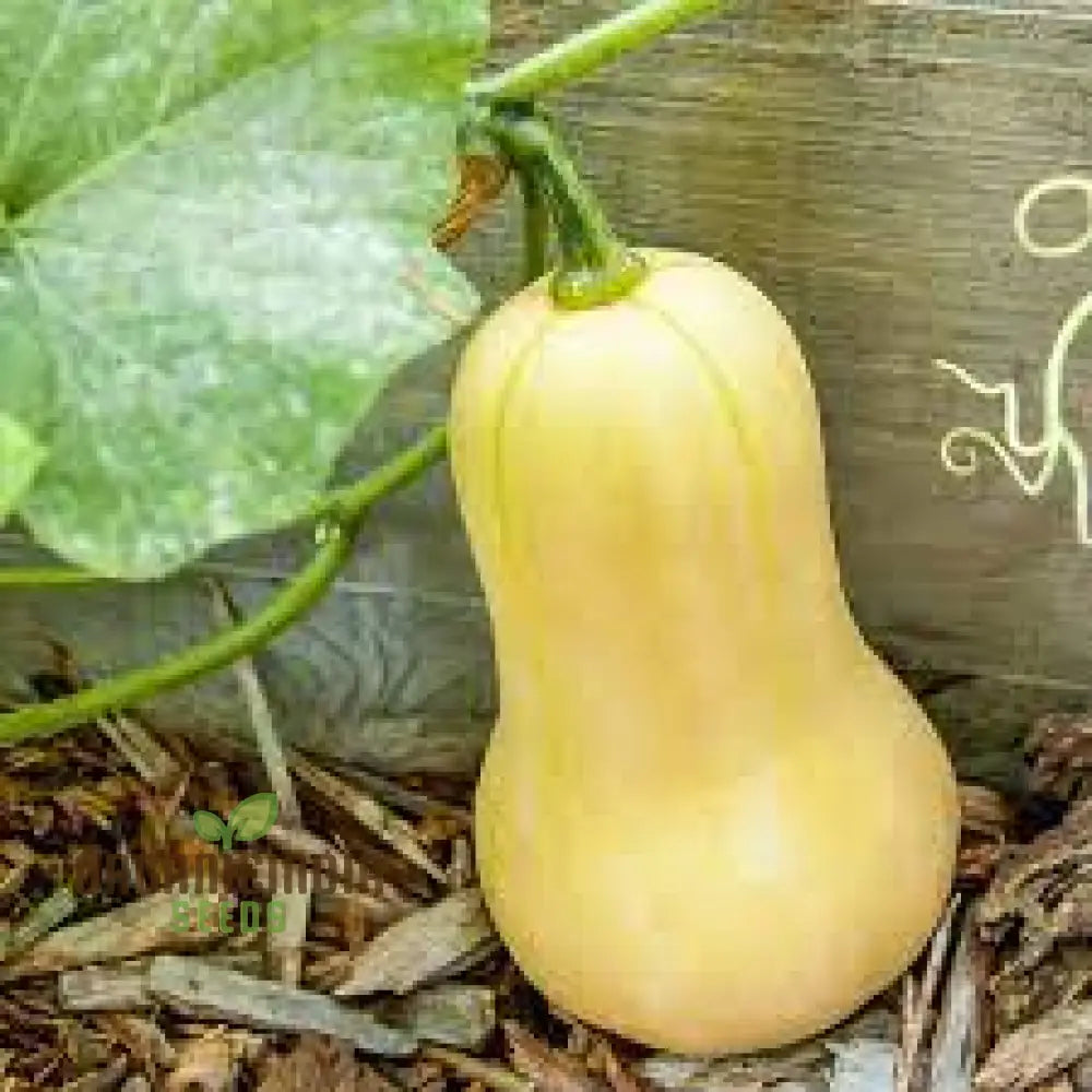 Waltham Butternut Squash Fruits Growing on Vines, Heirloom Variety