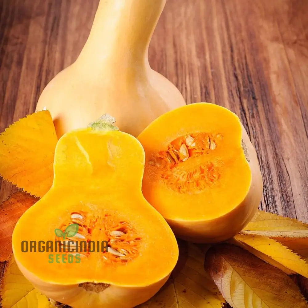 Waltham Butternut Squash Seeds for Planting, Heirloom Vegetable Seeds