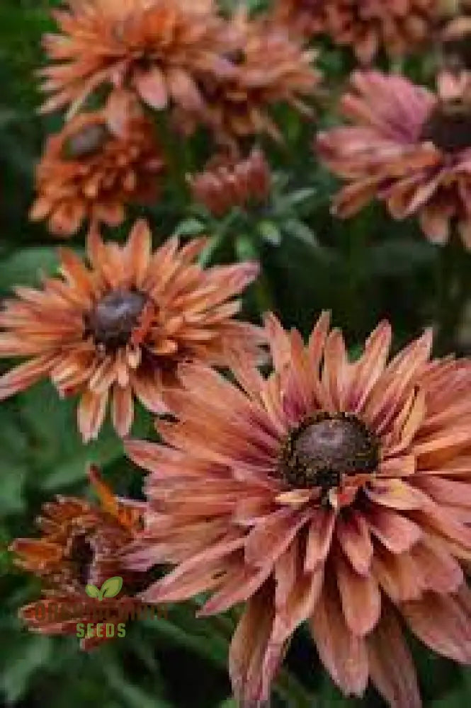 Warm multicolor Rudbeckia seeds for garden beds