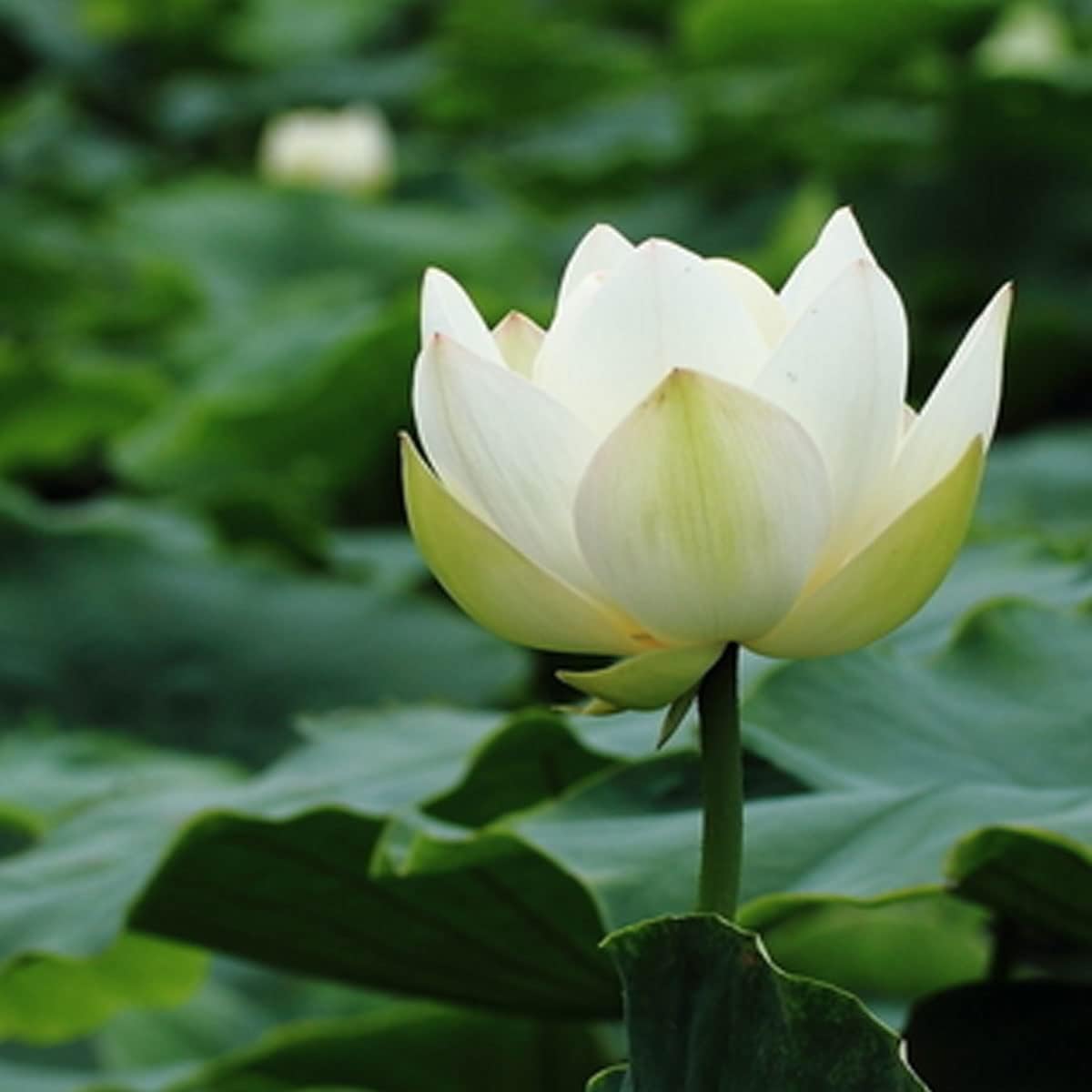 Water lily style Lotus seeds miniature flowering variety