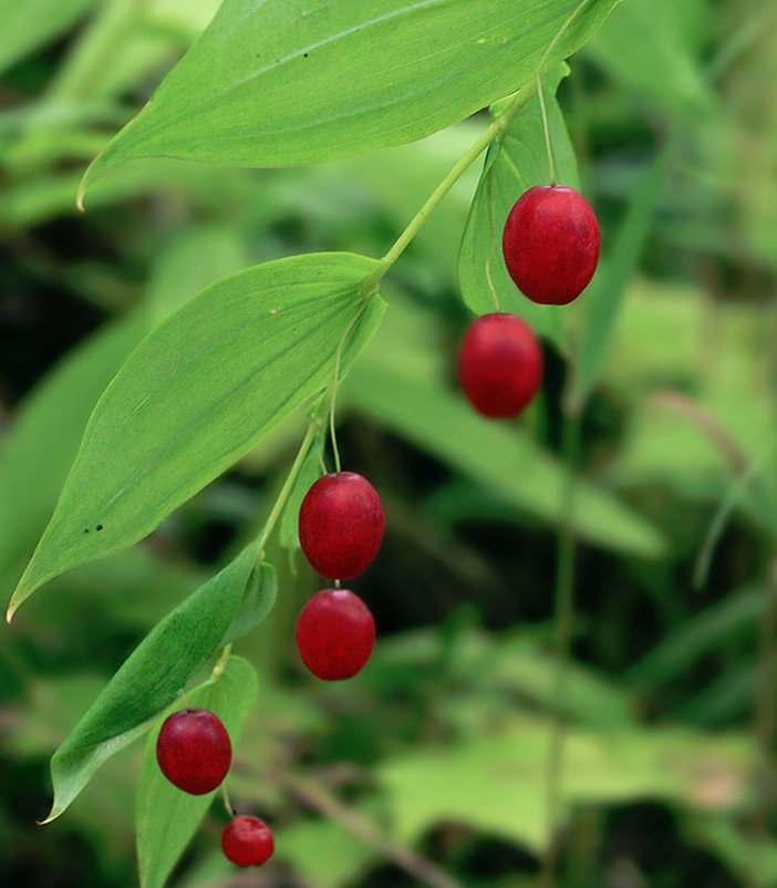 Watermelon berry seeds for planting non-GMO variety
