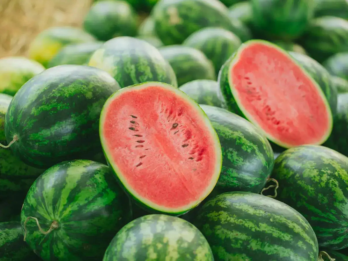 Harvesting CAL Sweet Supreme Watermelons – Home Garden and Farm Variety