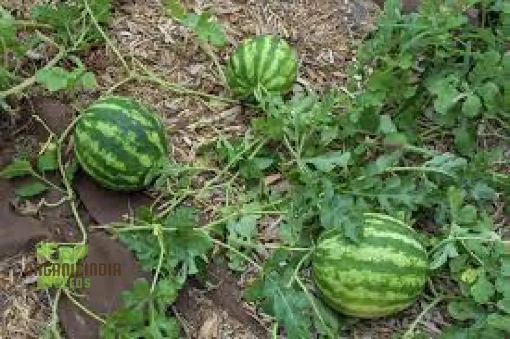 Healthy watermelon seedlings growing in garden soil