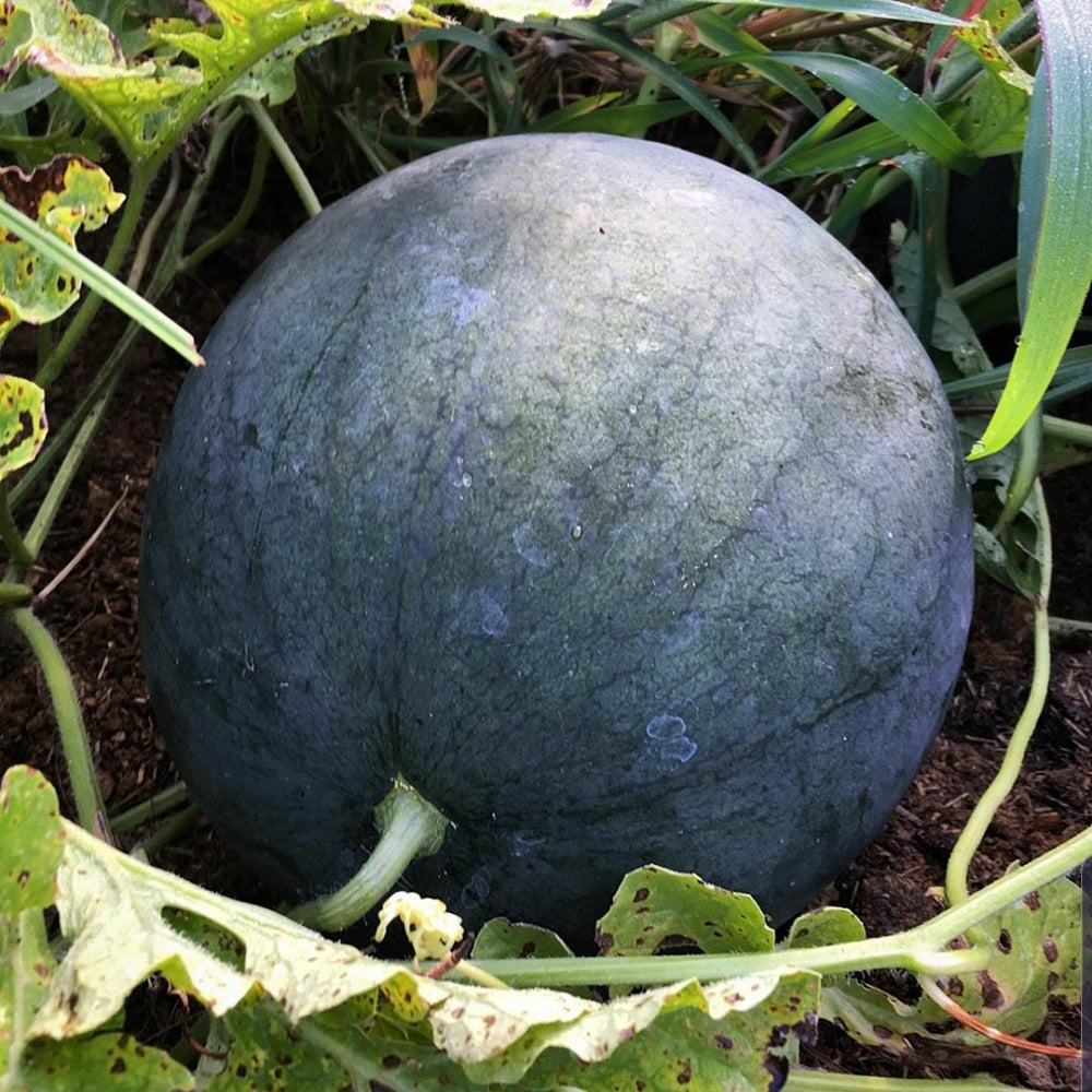 Germinating Sugar Baby Watermelon Seeds Indoors