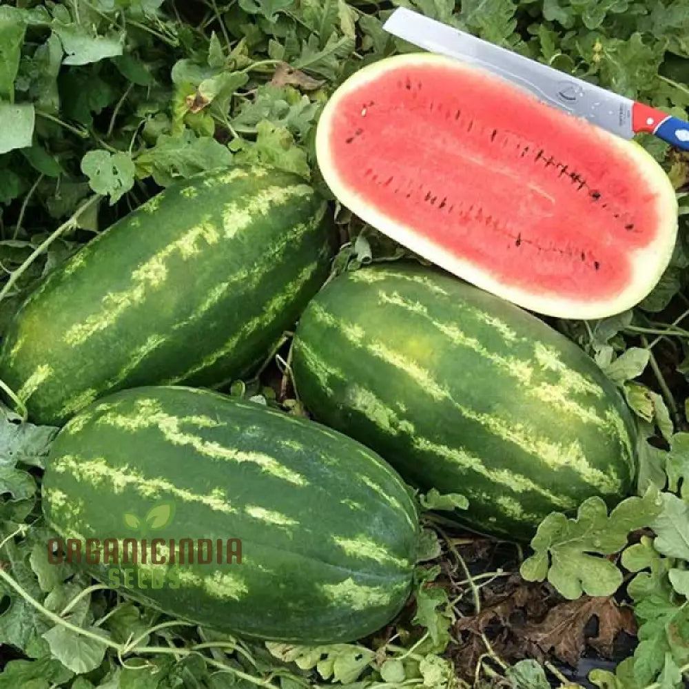 Wildcat F1 Hybrid Watermelon (Citrullus lanatus) Seeds for Planting