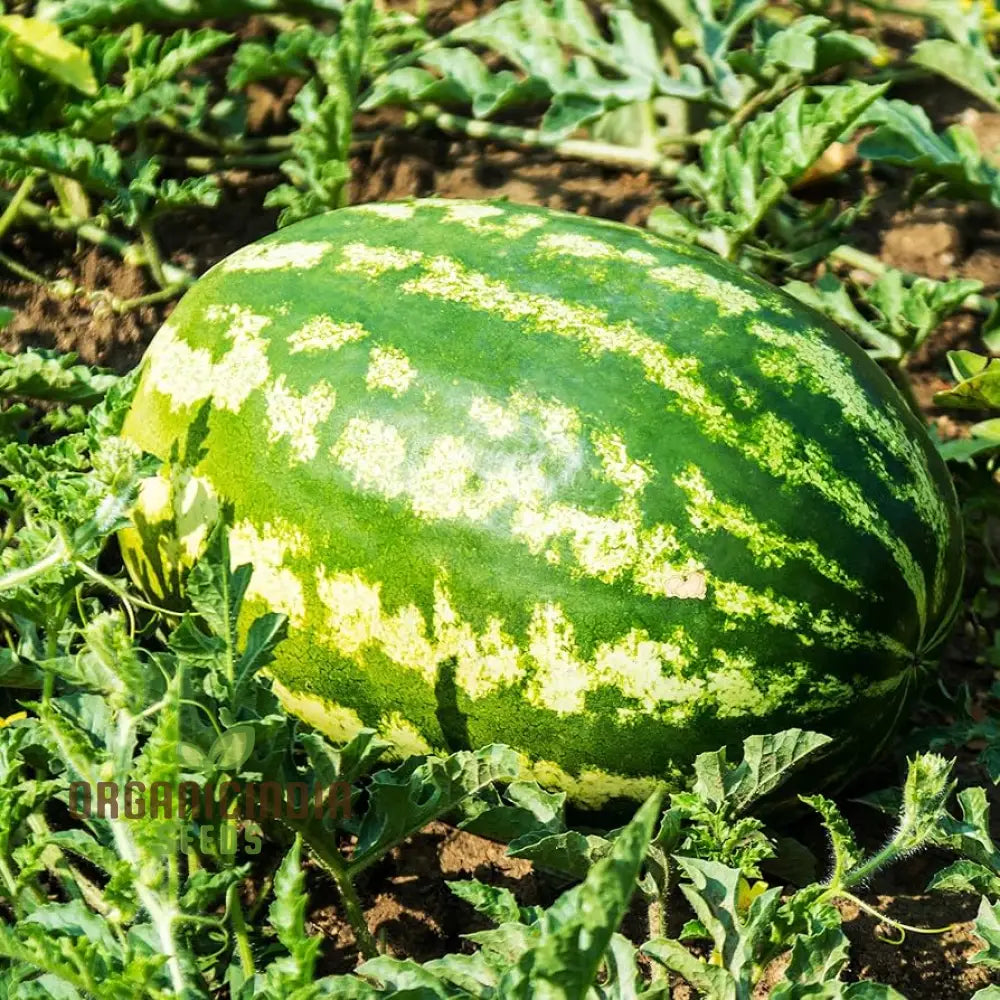 Ripe Wildcat F1 Watermelon with Deep Red Flesh