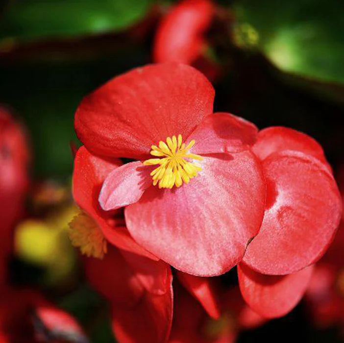 Red Begonia Flower Seeds ,Bold & Vibrant Blooms, Easy to Grow, Non-GMO