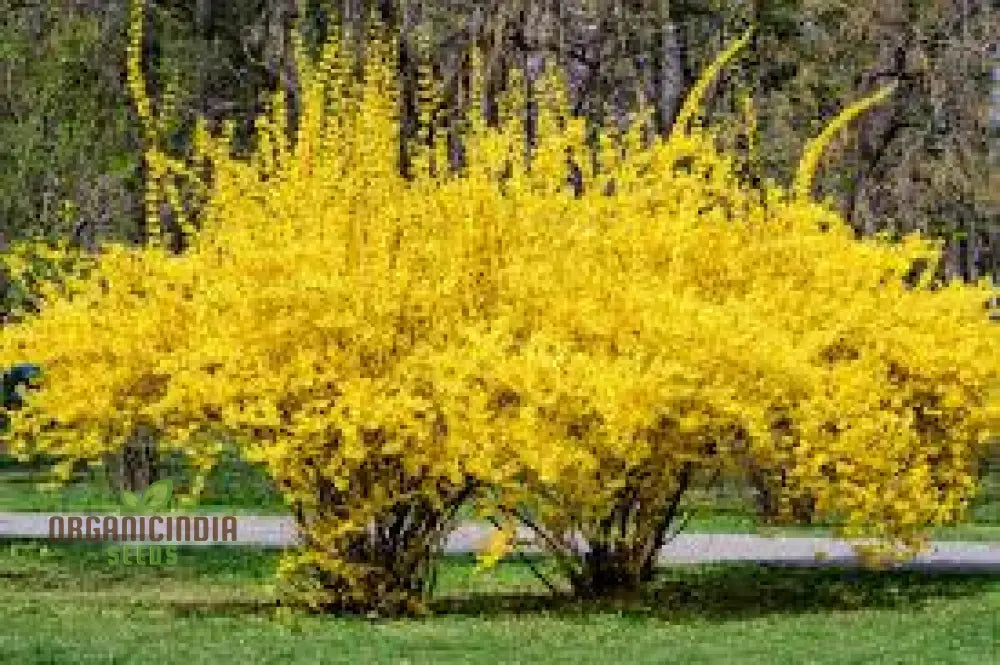 Weeping Forsythia Shrub for Garden Landscaping