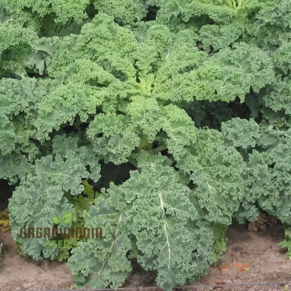 Harvested Westlandse Kale Leaves from Seeds, Homegrown Leafy Greens