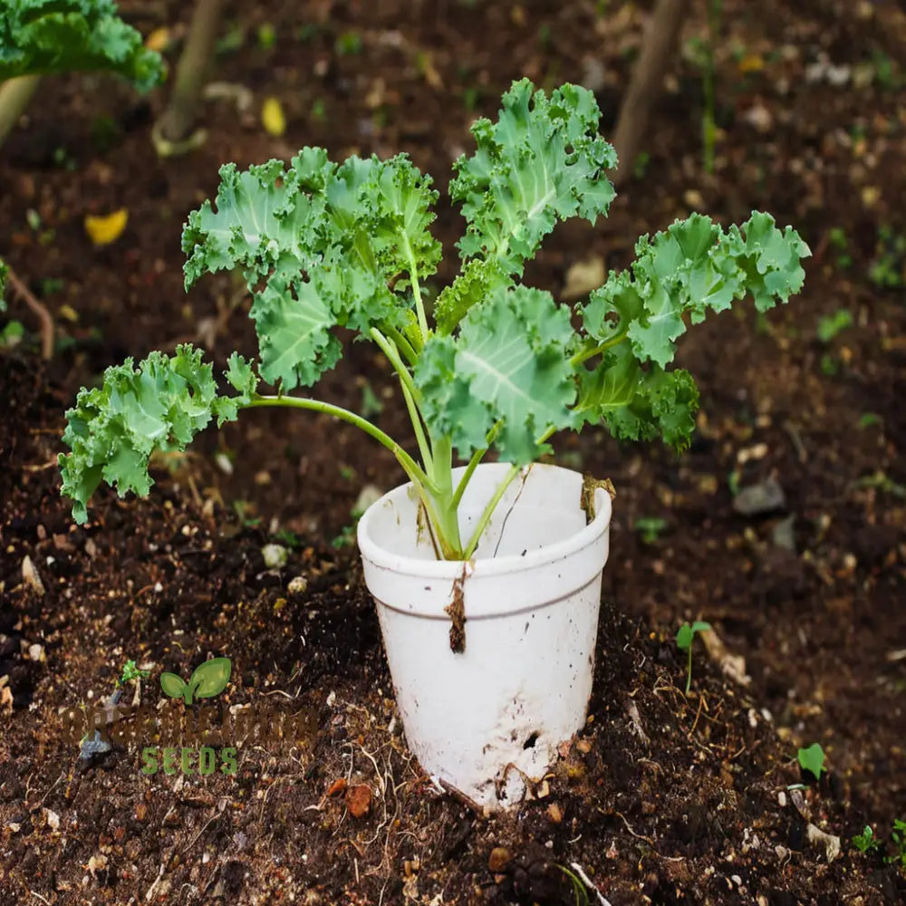 Mature Westlandse Kale Plant from Seeds, Hardy and Flavorful Leaves