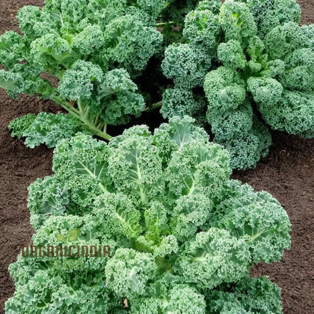 Westlandse Kale Seeds for Home Garden, Heirloom Nutritious Leafy Green Seeds