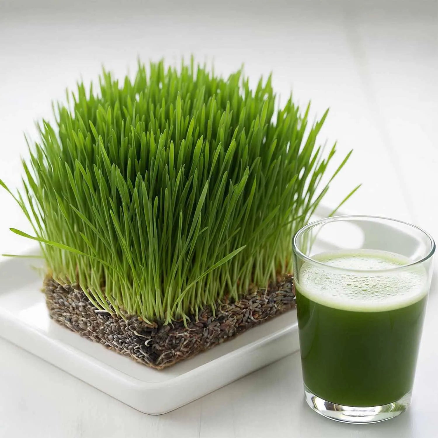 Sprouting Wheat Grass Seeds for Indoor Gardening – Microgreen Variety