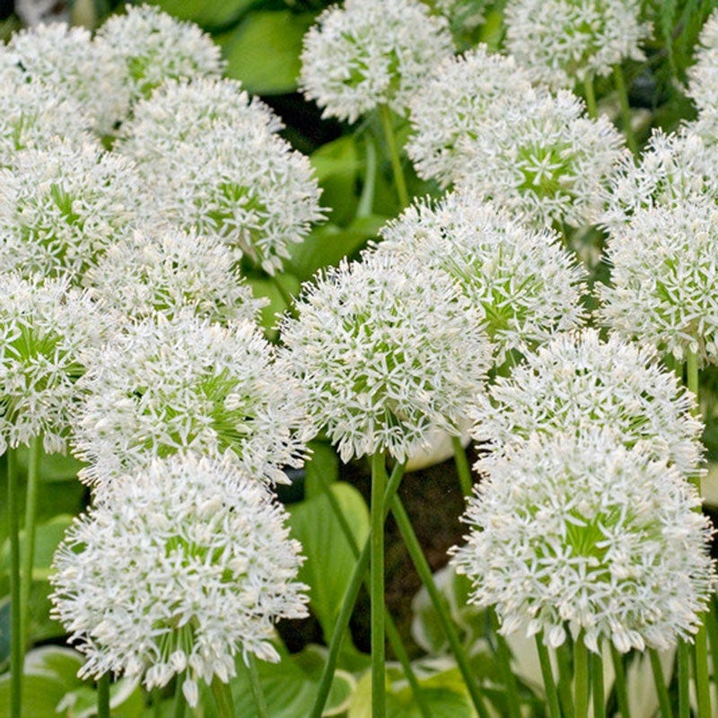 White Allium Mount Everest seeds for planting