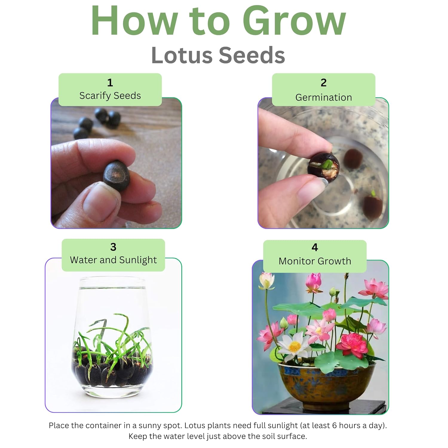 White aquatic lotus seeds for container water gardening