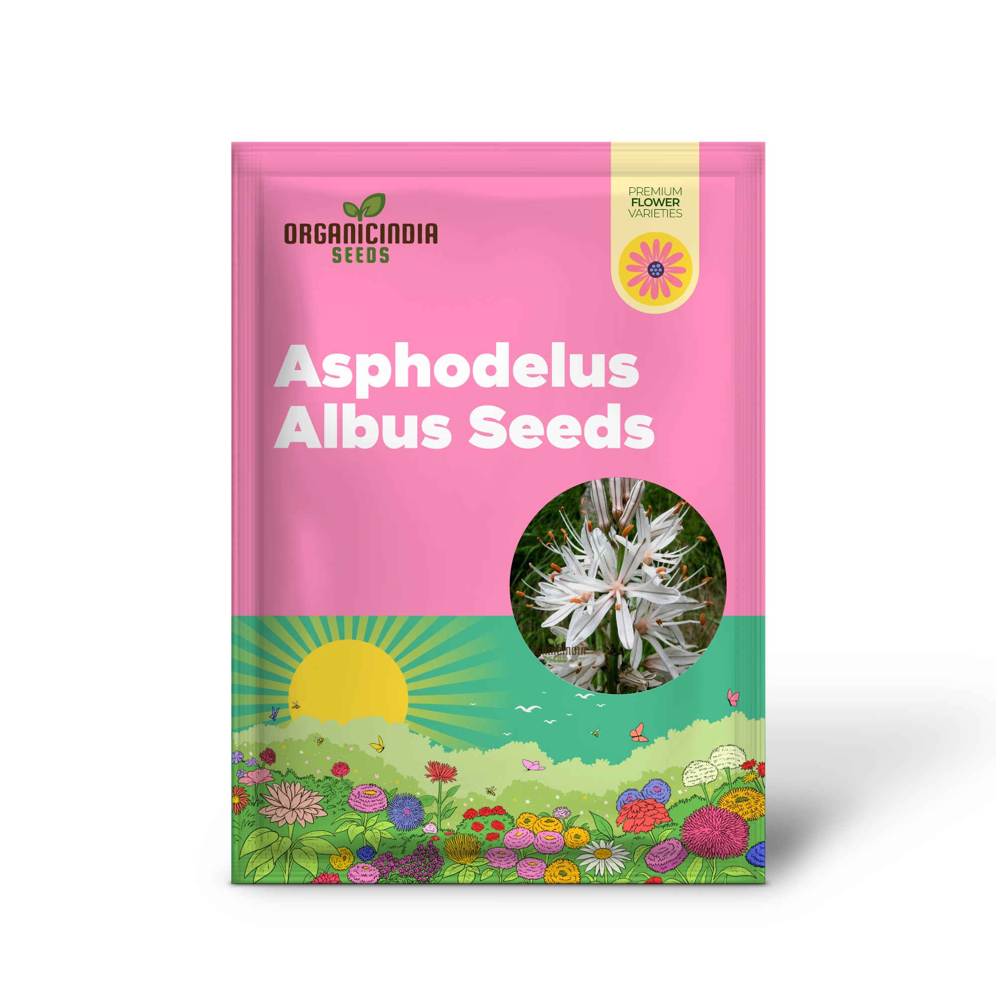 White Asphodel Seeds for Serene and Low-Maintenance Garden Landscapes