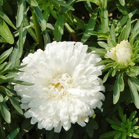 White Aster Seedling Growing from Seeds, Easy-to-Grow Garden Flower