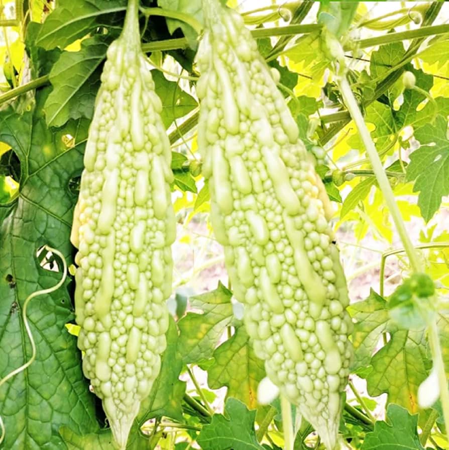 White Bitter Gourd Seedling in Garden, Easy-to-Grow Vine Seeds