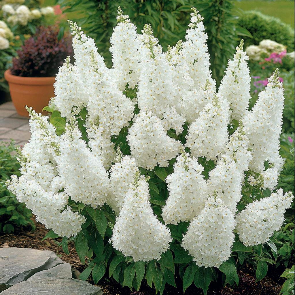 White Profusion Butterfly Bush Growing Along Garden Border