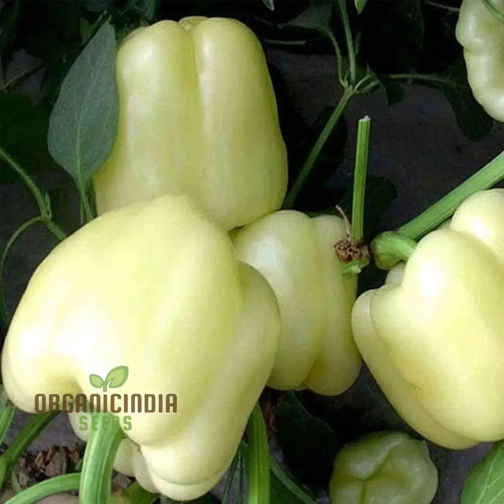 Mature White Capsicum Plant from Seeds, Upright Bushy Bell Pepper Plant
