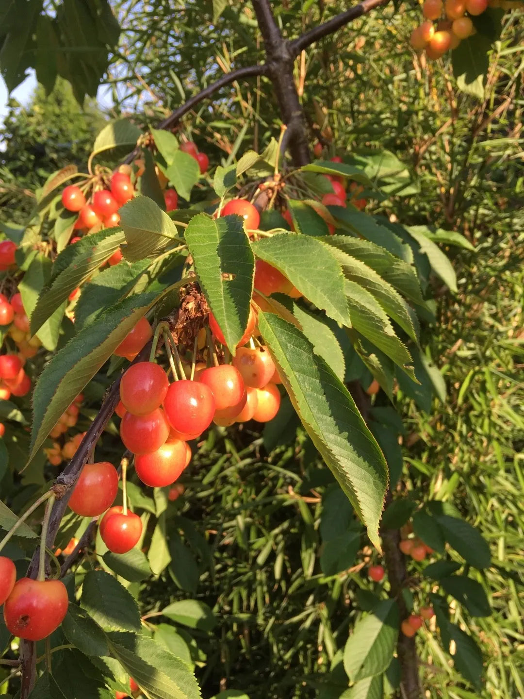 White Cherry Fruit Seeds for Planting Sweet Cherry Trees