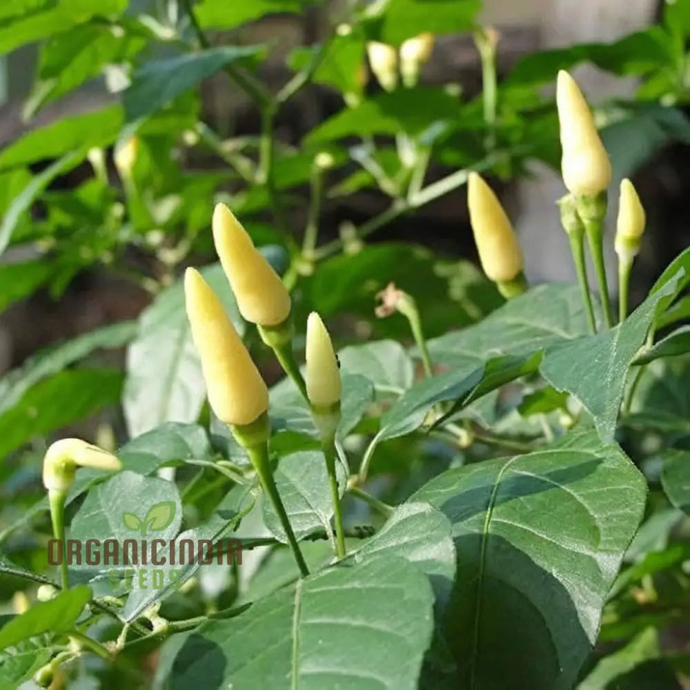 White Chili Pepper Plant with Creamy White Fruits