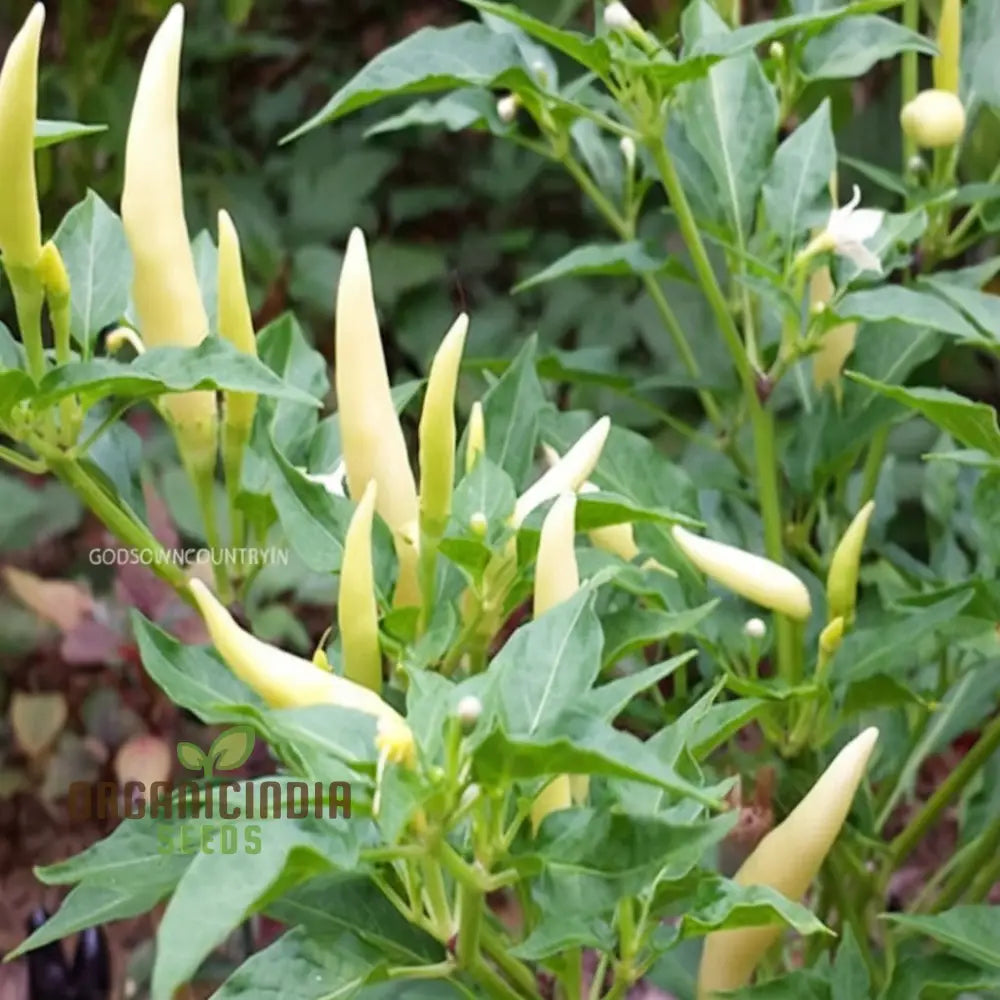 White Chili Pepper Seeds for Planting, Rare and Spicy Garden Variety