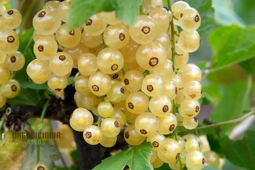 White Currant Bush with Green Foliage and Developing Berries