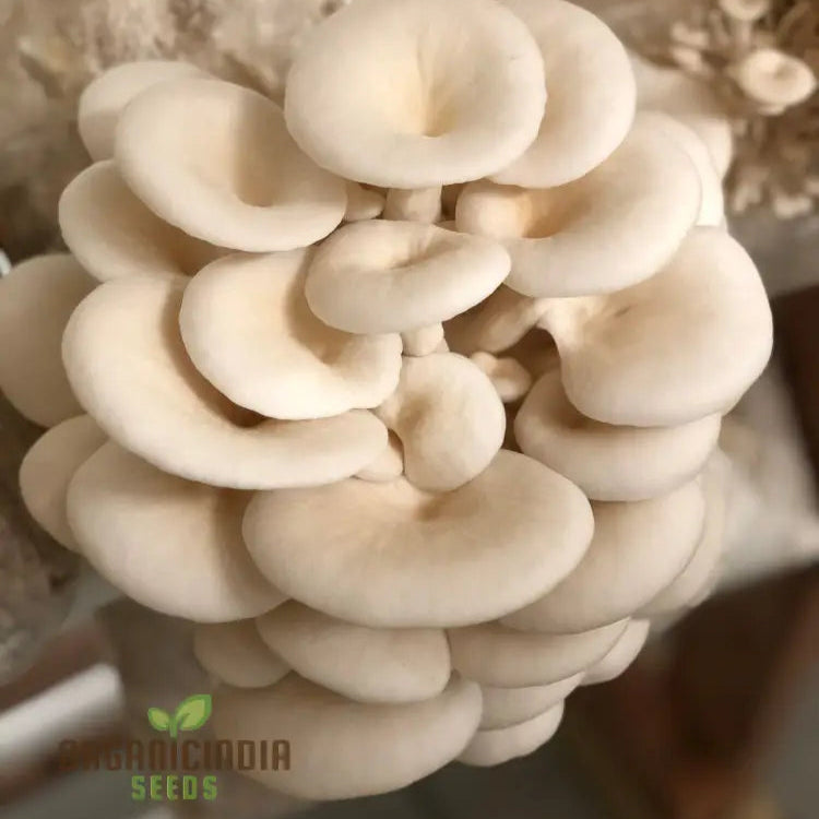 Mature White Elm Oyster Mushrooms from Grow Kit, Fresh Homegrown Mushrooms