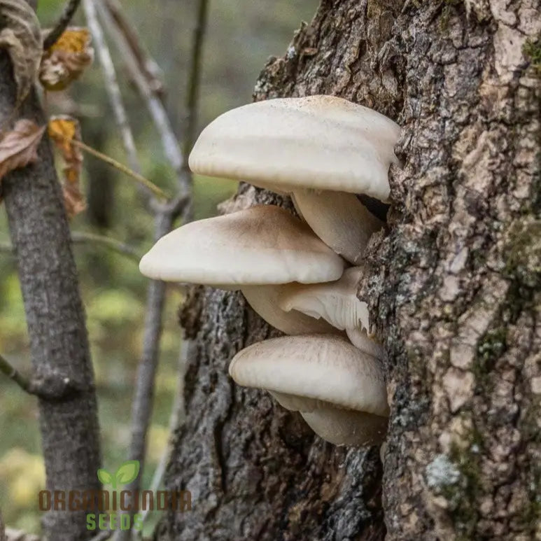 White Elm Oyster Mushrooms Growing in Kit Tray, Easy Indoor Cultivation