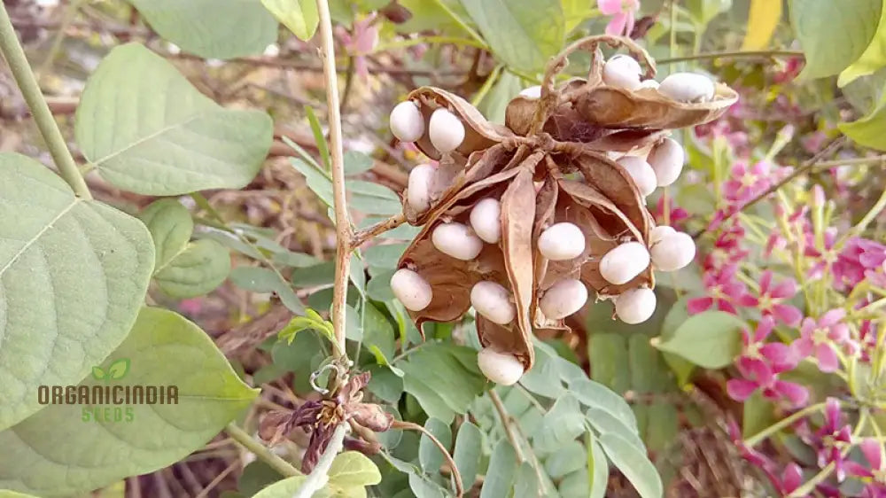 White Gunja Plant Climbing on Trellis in Home Garden
