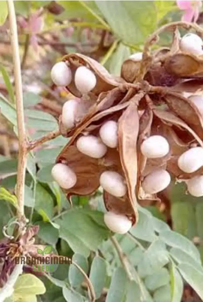 White Gunja Seeds for Planting in Home and Outdoor Gardens